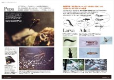 画像4: フライの雑誌-第131号 イブニング＆ヒゲナガの釣り 一発逆転、大物チャンス！送料無料 (4)