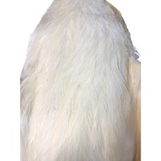 画像2: WHITING　Coq de Leon　Hen Cape　ヘンケープ　ホワイト 　HC2　ホワイティング　 (2)