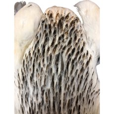 画像3: WHITING　4B　Hen Cape　ヘンケープ　バリアント　HEC2　ホワイティング　 (3)