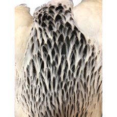 画像3: WHITING　4B　Hen Cape　ヘンケープ　バリアント　HEC3　ホワイティング　 (3)