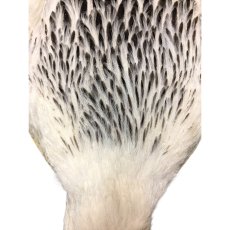 画像4: WHITING　4B　Hen Cape　ヘンケープ　バリアント　HEC3　ホワイティング　 (4)